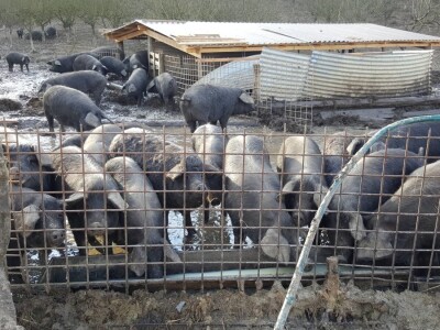 OPG Nada Hribar - crne slavonske svinje