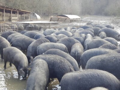 OPG Nada Hribar - crne slavonske svinje