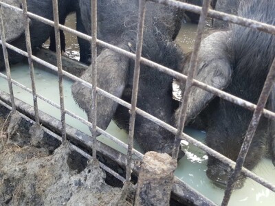 OPG Nada Hribar - crne slavonske svinje