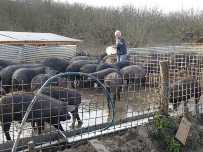 OPG Nada Hribar - crne slavonske svinje