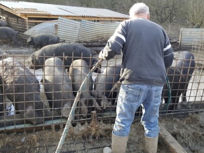 OPG Nada Hribar - crne slavonske svinje