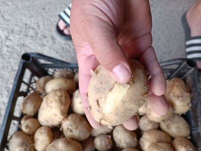 OPG Nenad Nijemčević OPG Nenad Nijemčević
