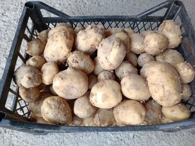 OPG Nenad Nijemčević OPG Nenad Nijemčević