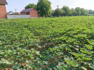 OPG Nenad Nijemčević OPG Nenad Nijemčević