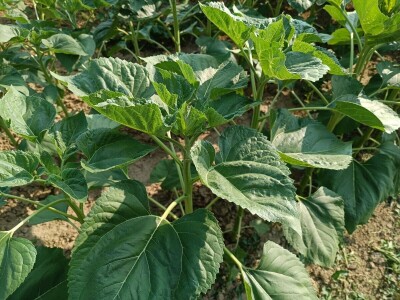 OPG Nenad Nijemčević OPG Nenad Nijemčević