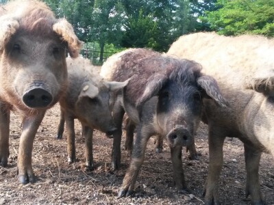 OPG Vlado Krivić, ekološki uzgoj svinja OPG Vlado Krivić, ekološki uzgoj svinja