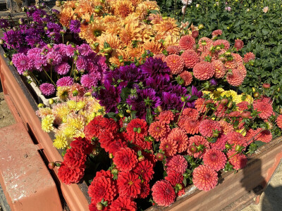 OPG Novosel Gornja Stubica