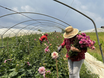 OPG Novosel Gornja Stubica