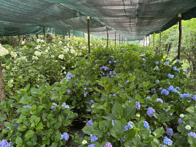 OPG Novosel Gornja Stubica