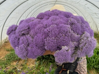 OPG Novosel Gornja Stubica