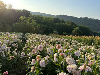 OPG Novosel Gornja Stubica