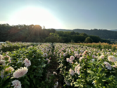 OPG Novosel Gornja Stubica