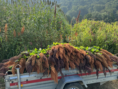 OPG Novosel Gornja Stubica