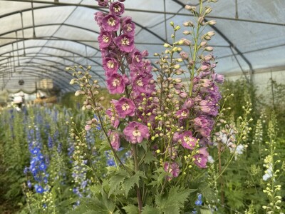 OPG Novosel Gornja Stubica