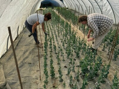 OPG Novosel Gornja Stubica