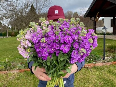 OPG Novosel: naša su motivacija zadovoljni klijenti i oduševljenje kada preuzmu cvijeće