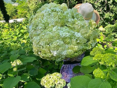 OPG Novosel: naša su motivacija zadovoljni klijenti i oduševljenje kada preuzmu cvijeće