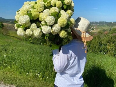 OPG Novosel: naša su motivacija zadovoljni klijenti i oduševljenje kada preuzmu cvijeće