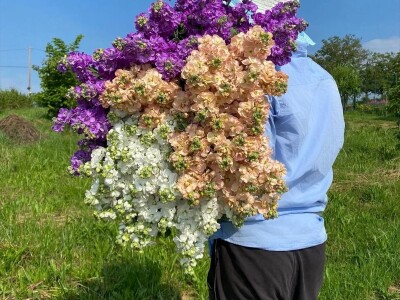 OPG Novosel: naša su motivacija zadovoljni klijenti i oduševljenje kada preuzmu cvijeće