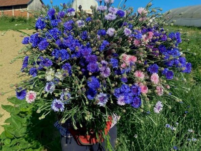 OPG Novosel: naša su motivacija zadovoljni klijenti i oduševljenje kada preuzmu cvijeće