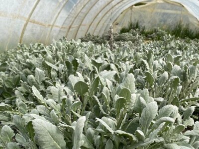 OPG Novosel: naša su motivacija zadovoljni klijenti i oduševljenje kada preuzmu cvijeće