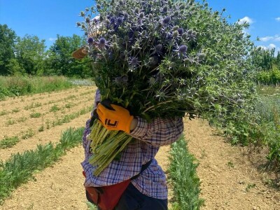 OPG Novosel: naša su motivacija zadovoljni klijenti i oduševljenje kada preuzmu cvijeće