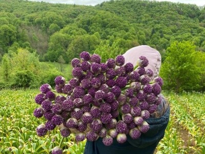 OPG Novosel: naša su motivacija zadovoljni klijenti i oduševljenje kada preuzmu cvijeće