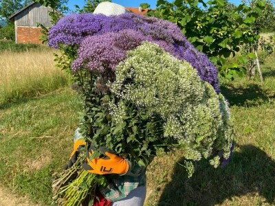 OPG Novosel: naša su motivacija zadovoljni klijenti i oduševljenje kada preuzmu cvijeće