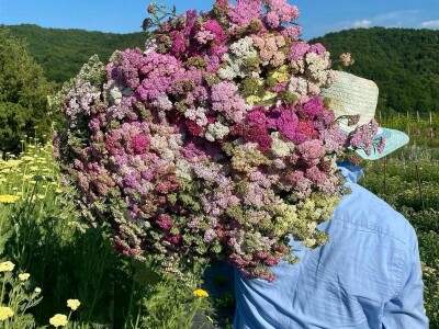 OPG Novosel: naša su motivacija zadovoljni klijenti i oduševljenje kada preuzmu cvijeće