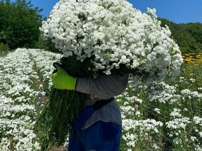 OPG Novosel: naša su motivacija zadovoljni klijenti i oduševljenje kada preuzmu cvijeće