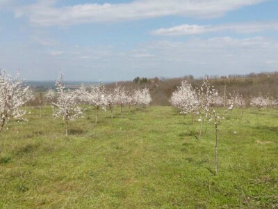 OPG Oliver Pavić OPG Oliver Pavić