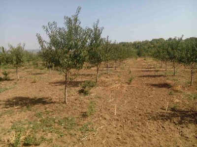 OPG Oliver Pavić OPG Oliver Pavić