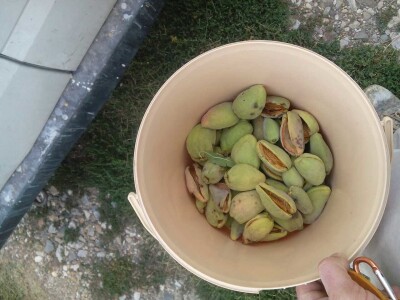 OPG Oliver Pavić OPG Oliver Pavić