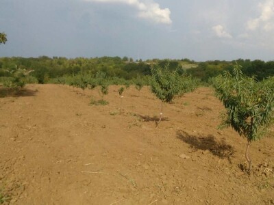 OPG Oliver Pavić OPG Oliver Pavić