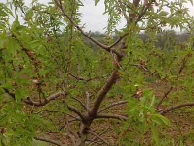 OPG Oliver Pavić OPG Oliver Pavić