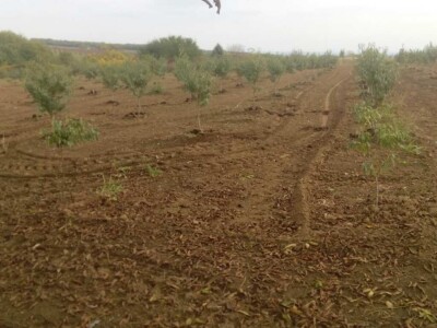 OPG Oliver Pavić OPG Oliver Pavić