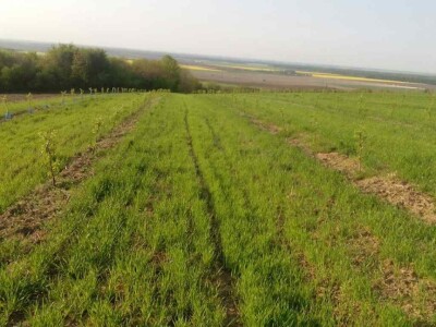 OPG Oliver Pavić OPG Oliver Pavić