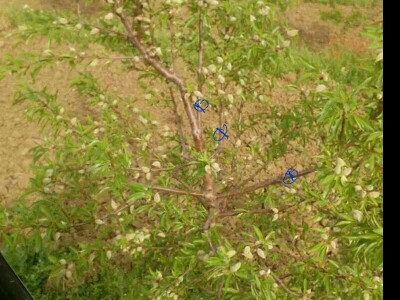 OPG Oliver Pavić OPG Oliver Pavić