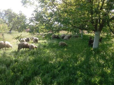 OPG Oliver Pavić OPG Oliver Pavić