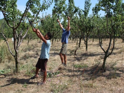 OPG Oliver Pavić, Branjin Vrh