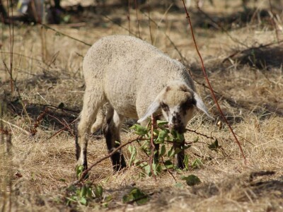 OPG Oliver Pavić, Branjin Vrh