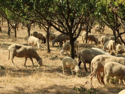 OPG Oliver Pavić, Branjin Vrh