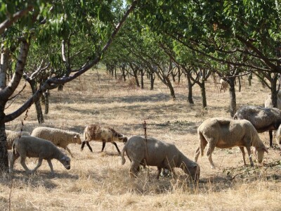 OPG Oliver Pavić, Branjin Vrh