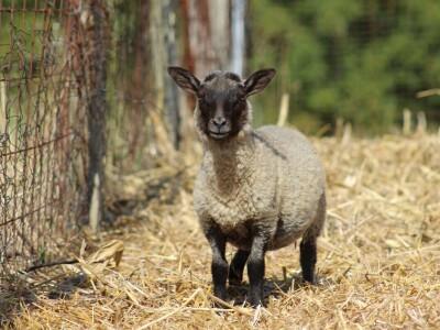 OPG Oliver Pavić, Branjin Vrh