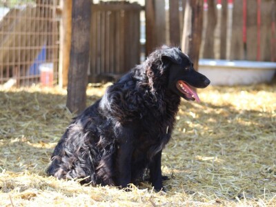 OPG Oliver Pavić, Branjin Vrh