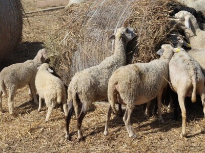 OPG Oliver Pavić, Branjin Vrh