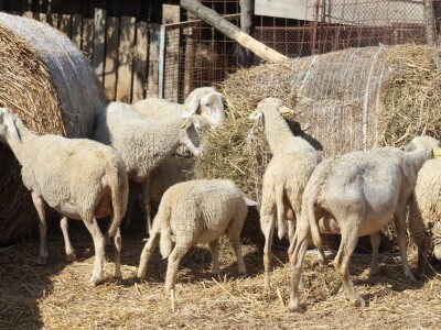 OPG Oliver Pavić, Branjin Vrh