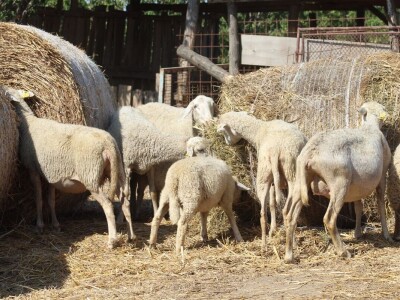 OPG Oliver Pavić, Branjin Vrh