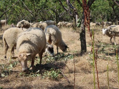 OPG Oliver Pavić, Branjin Vrh