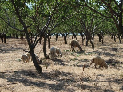 OPG Oliver Pavić, Branjin Vrh